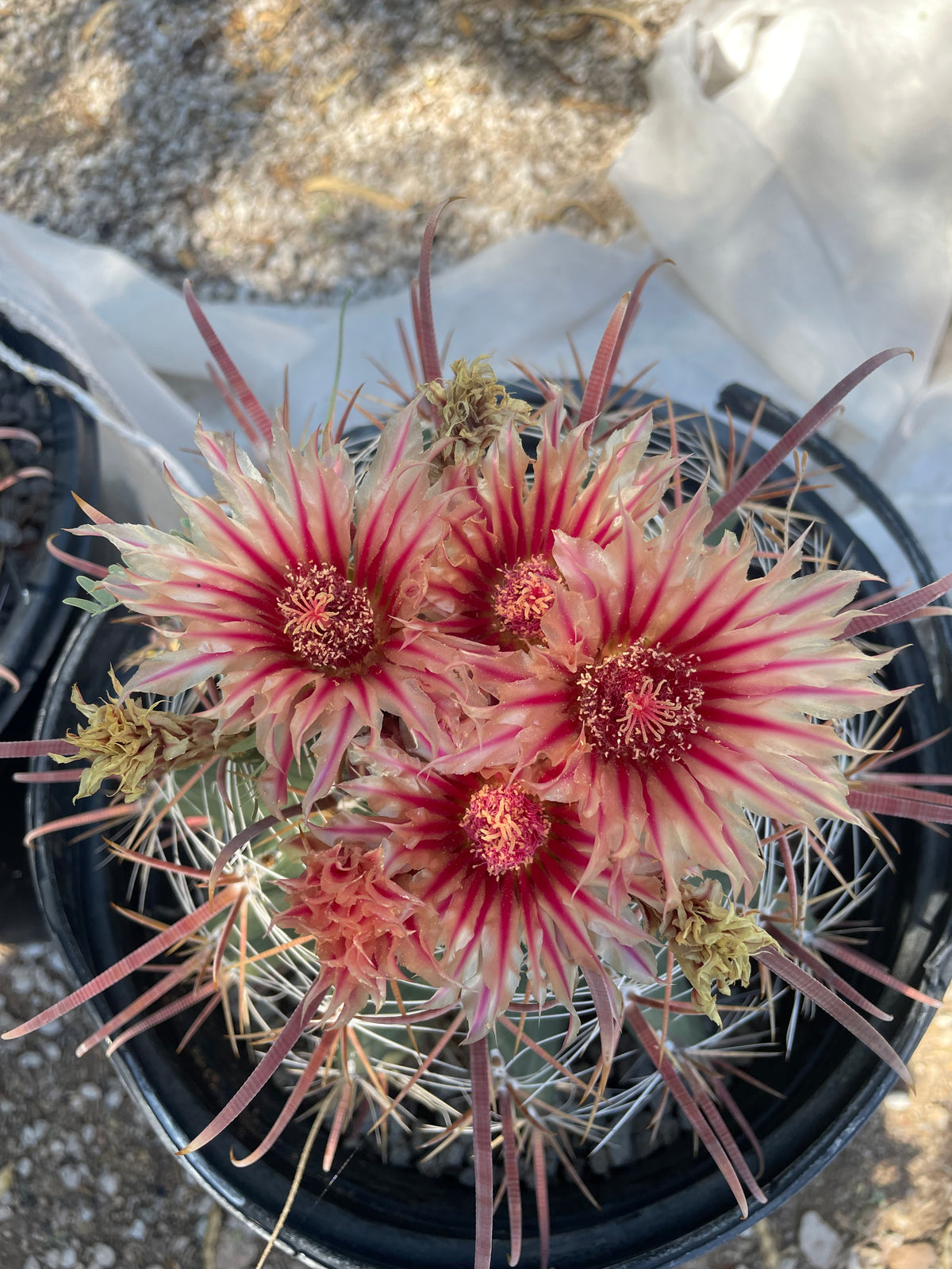 Southwest fish-hook Barrel Cactus Ferocactus wislizenii with flowers For Sale Online in a 5gal Cactus Nursery Pot