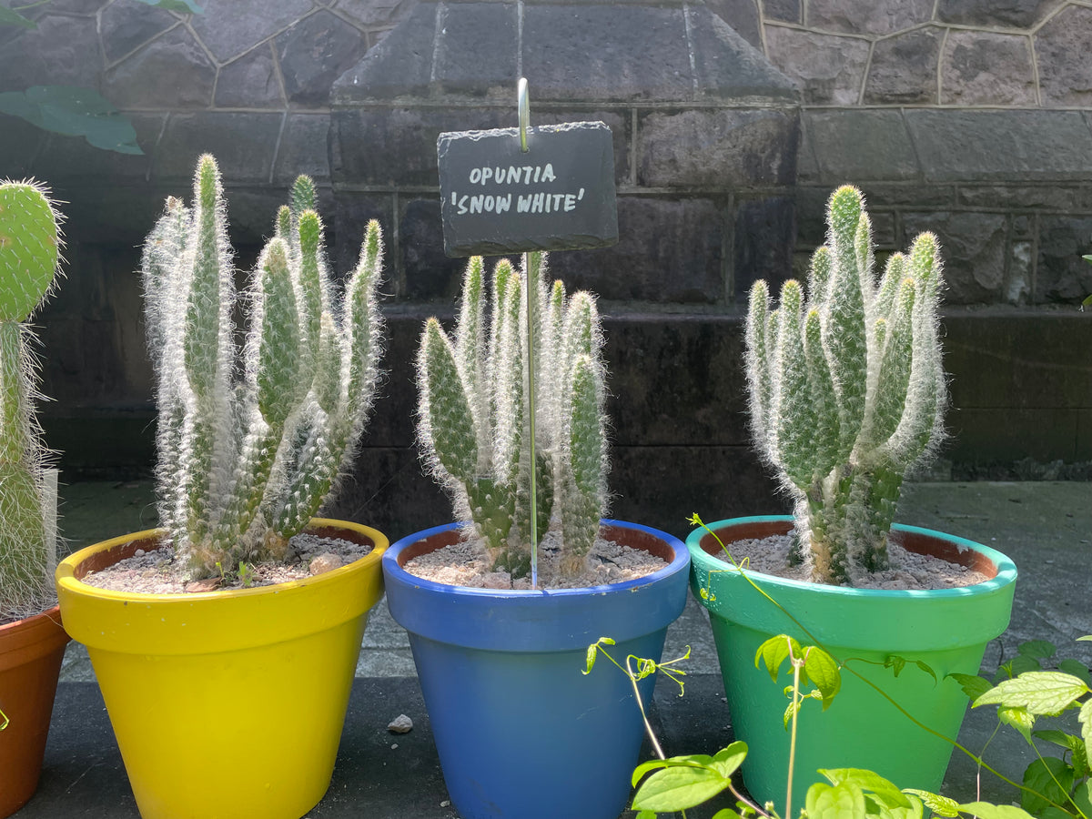 Opuntia "Snow White" Prickly Pear Cactus Plants in Colorful Decorative Clay Pots