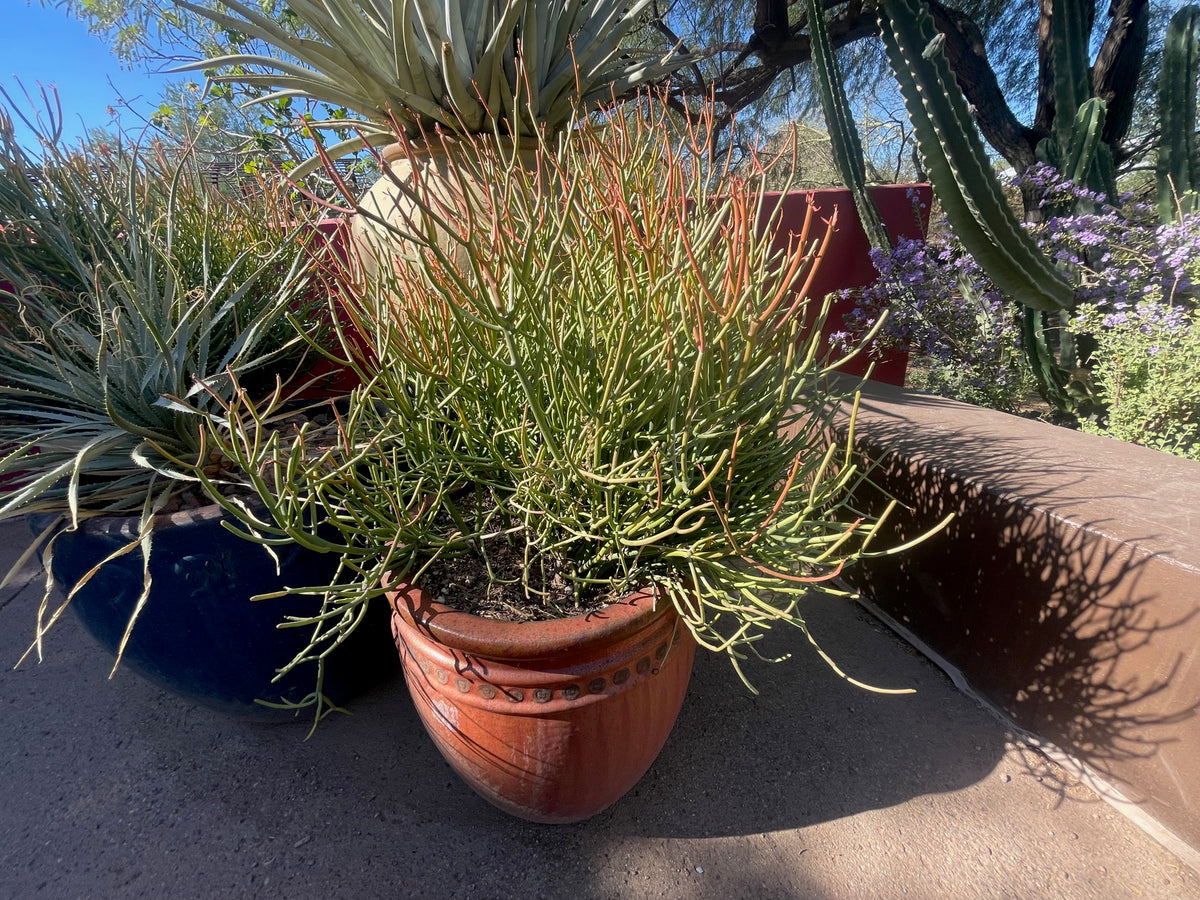Large Tall and Mature Euphorbia 'Firesticks' Euphorbia Cactus Plant in a Clay Pot