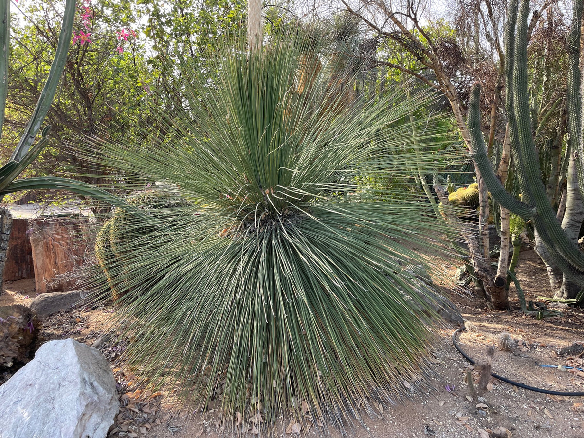 Large Mature and Tall Dasylirion Longissimum or "Mexican Grass Tree" Succulent In a Xeriscape Landscape