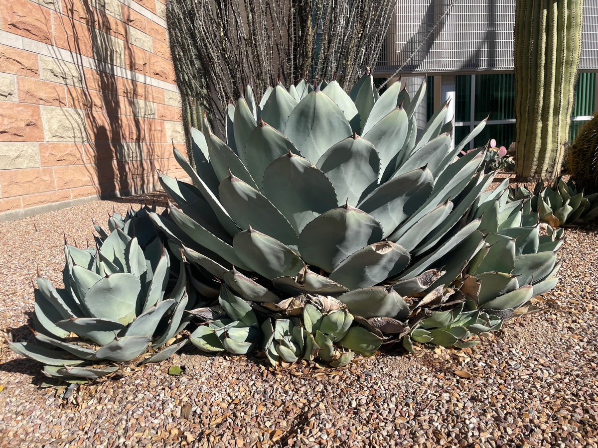 Agave Parryi Truncata Artichoke Agave Century Plant Succulent Planted in a Cactus Garden Landscape