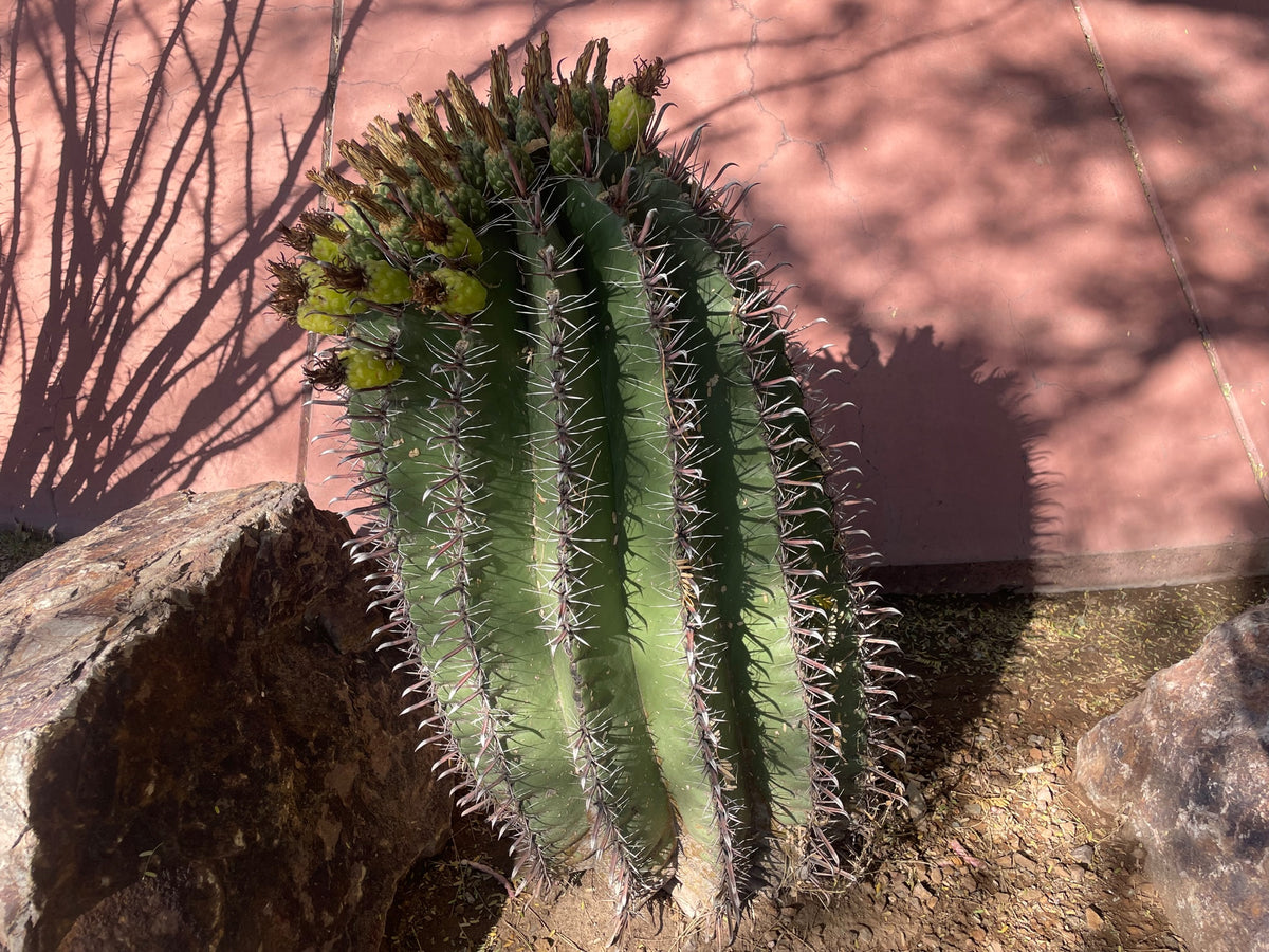 Ferocactus herrarae Twisted Spine Barrel Cactus Plant in a Xeriscape Landscape