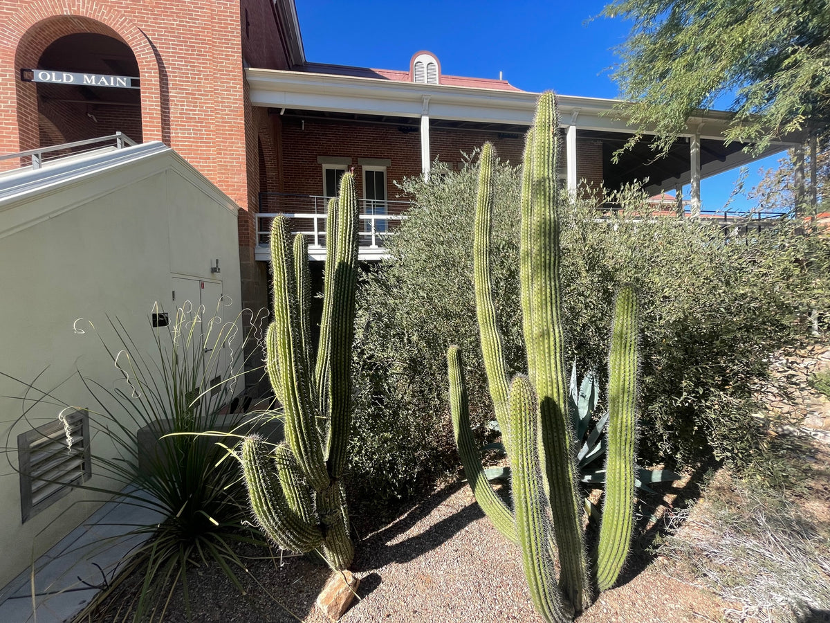 Large, Tall, Mature and Branched Organ Pipe Stenocereus Thurberi Cactus Plants in a Desert Botanical Garden