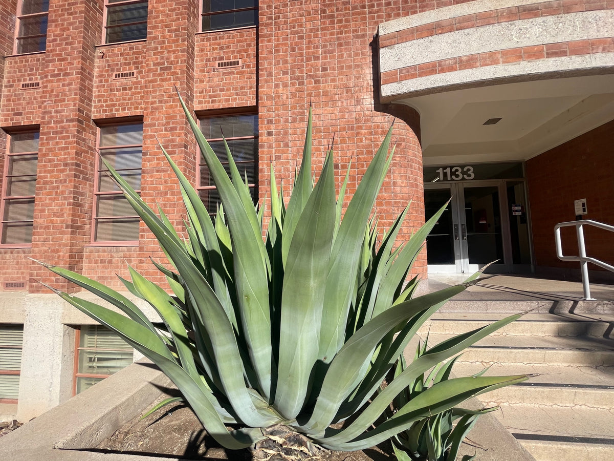 Large Mature and Tall Agave Weberi Century Plant Succulent in a Large Planter