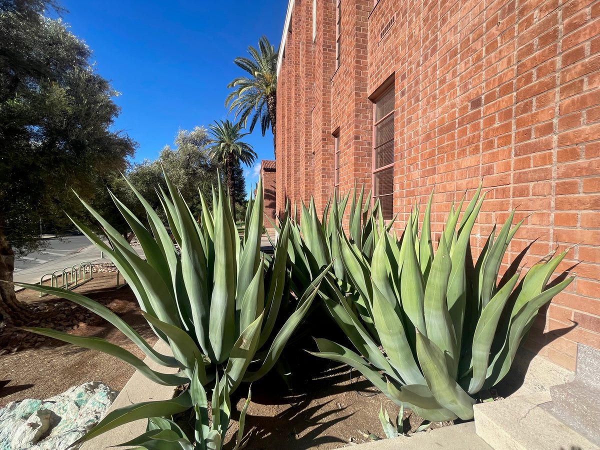 Large Mature and Tall Agave Weberi Century Plant Succulents in a Large Planter