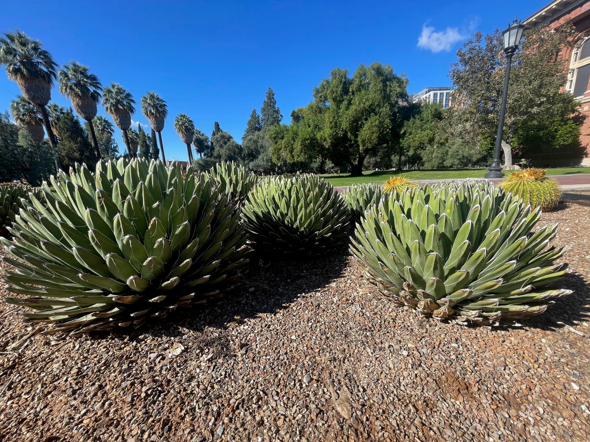 Large Tall and Mature Queen Victoria Agave Century Plant Succulent in a Cactus Garden