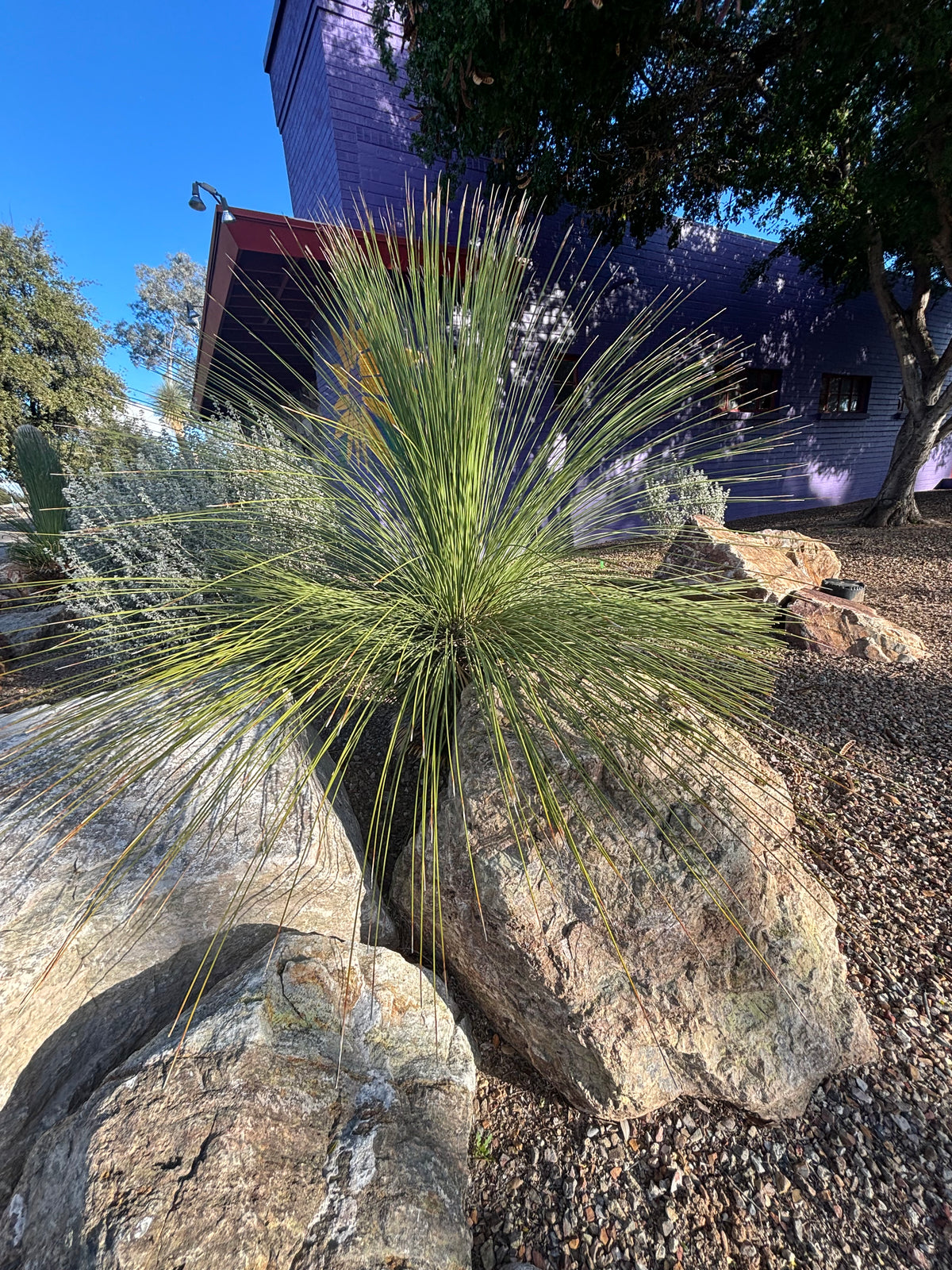 Large Mature and Tall Dasylirion Longissimum or "Mexican Grass Tree" Succulent In a Xeriscape Landscape