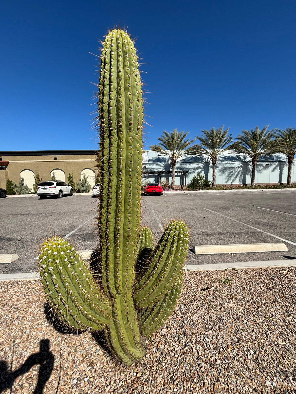 Large Tall Branched and Mature South American Saguaro Trichicereus Terschekii in a Xeriscape Landscape