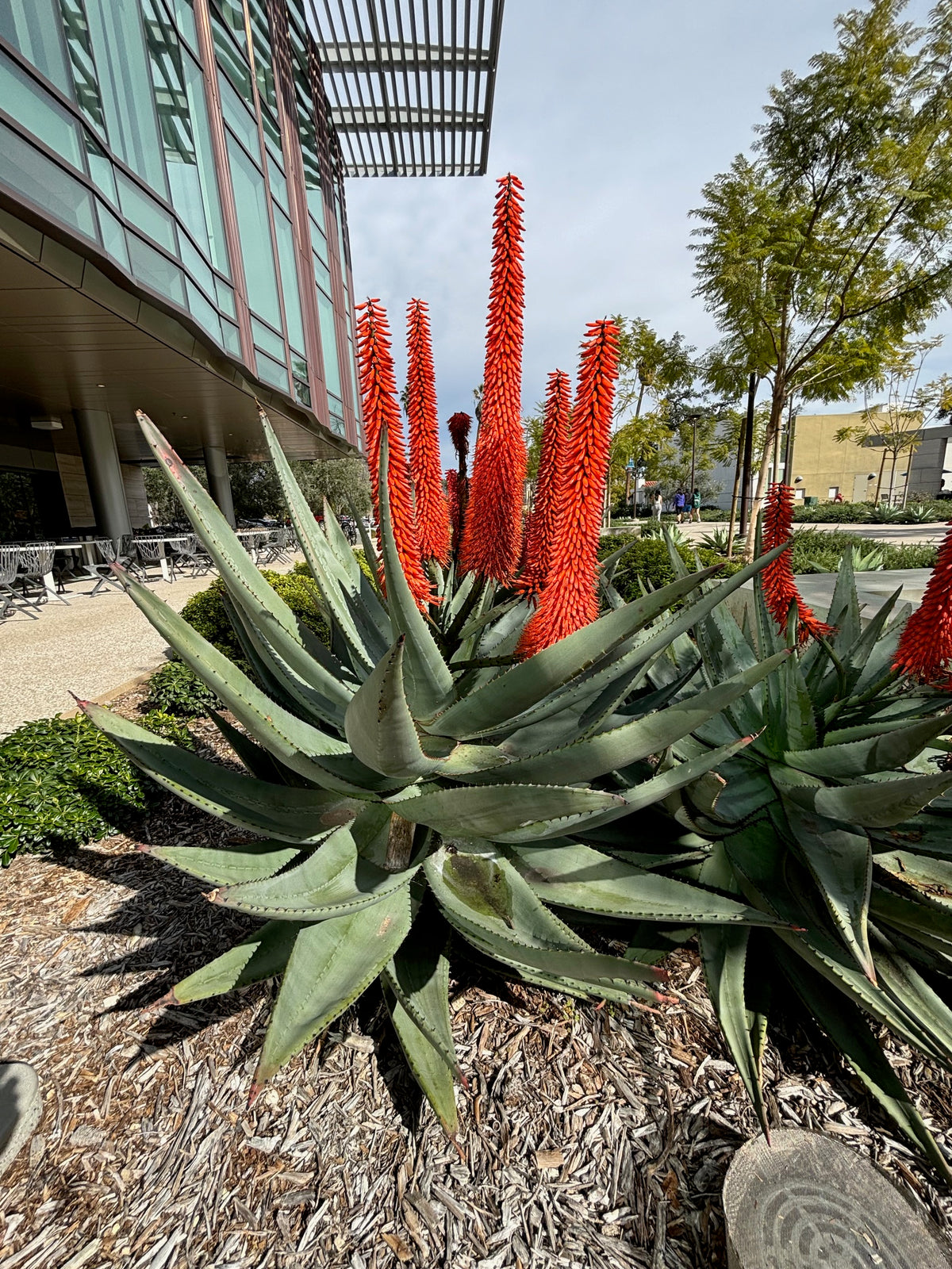 Blooming Large Live Aloe Ferox "Cape Aloe" Succulent Plant in a Xeriscape Landscape