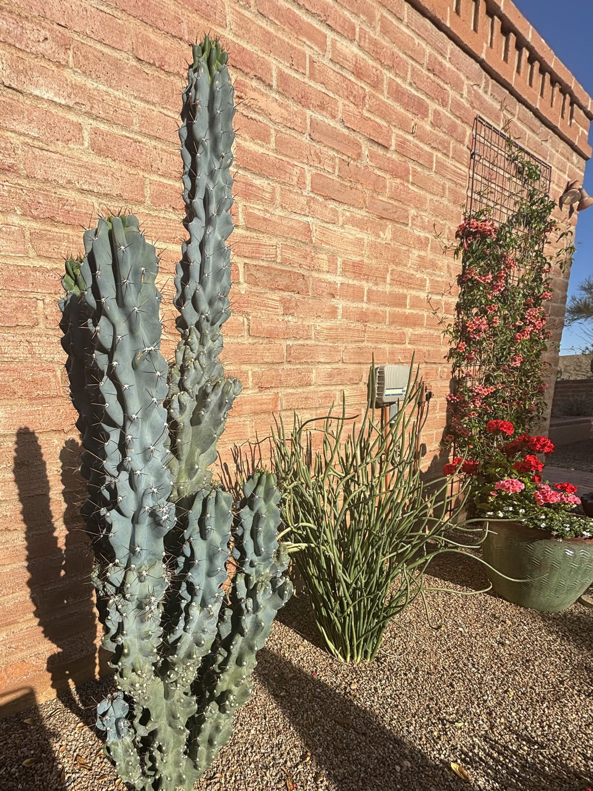 Large Blue Monstrous Peruvian Apple Cactus Plant in a Xeriscape Landscape