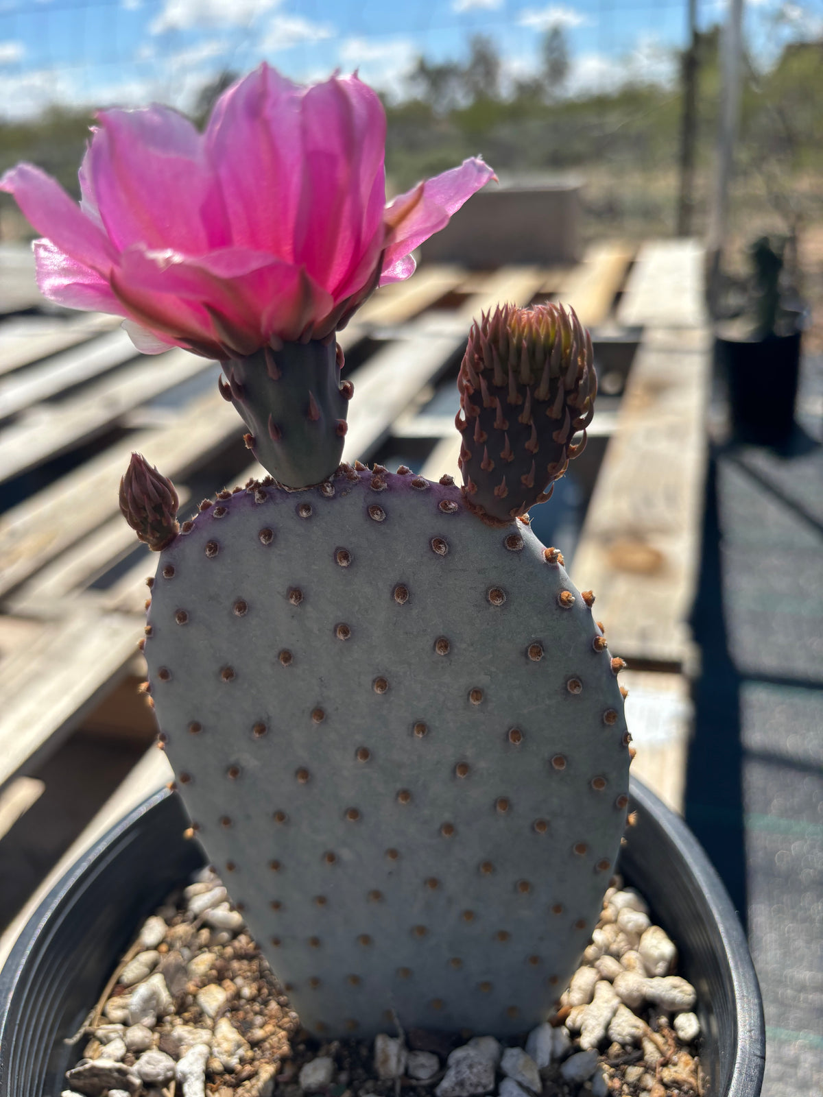 Santa Rita x Beavertail Hybrid Prickly Pear with blooms in a one-gallon nursery pot.