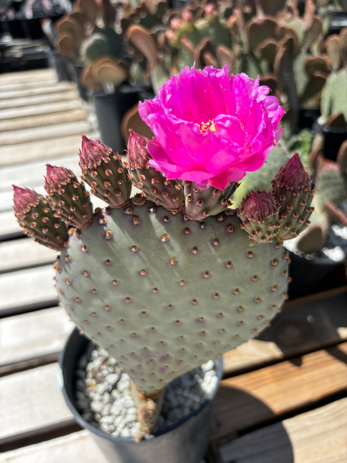 Blooming Beavertail Prickly Pear (Opuntia basilaris) in a one-gallon nursery pot.