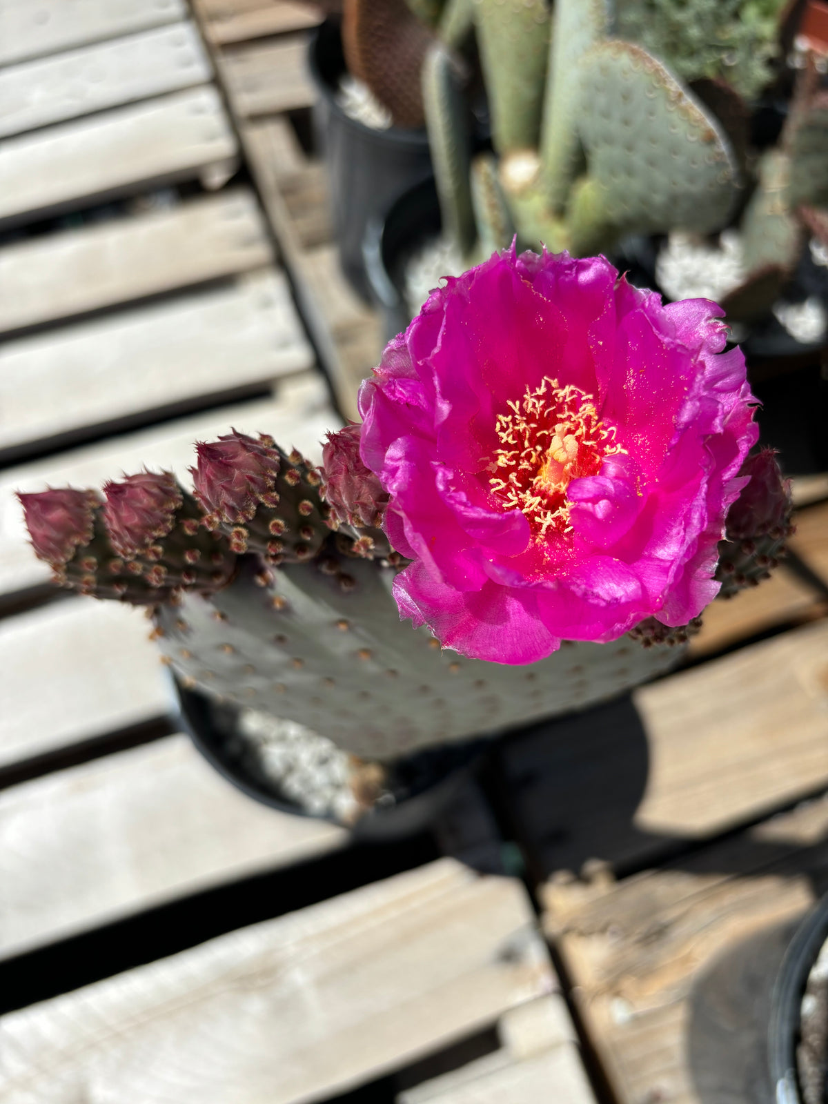 Beavertail Prickly Pear in bloom in a one-gallon nursery container.