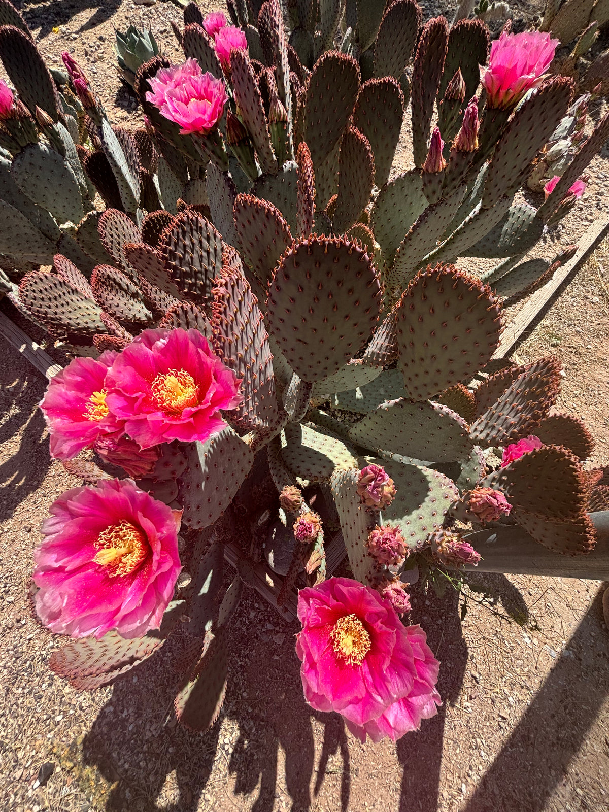 Mature Santa Rita x Beavertail Hybrid Prickly Pear flowering in a xeriscape landscape.