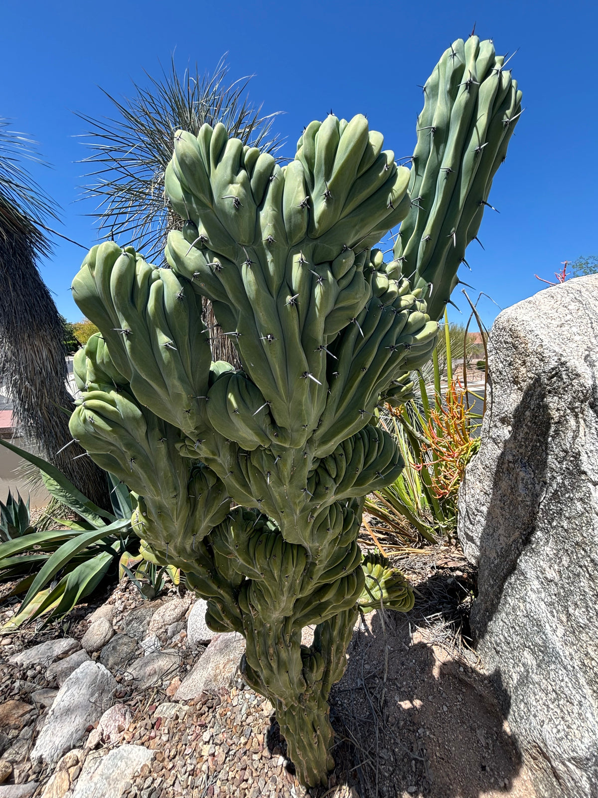 Large Tall and Mature Crested Myrtillocactus Geometrizans Blue Flame Cactus Plant in a Cactus Garden