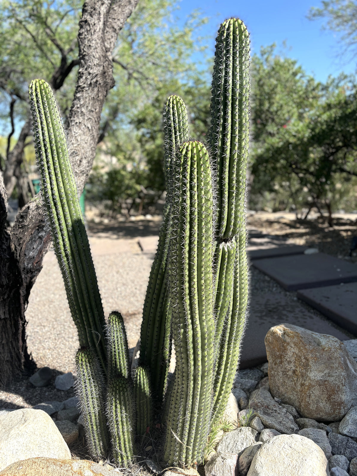 Large, Tall, Mature and Branched Organ Pipe Stenocereus Thurberi Cactus Plants in a Xeriscape Landscape