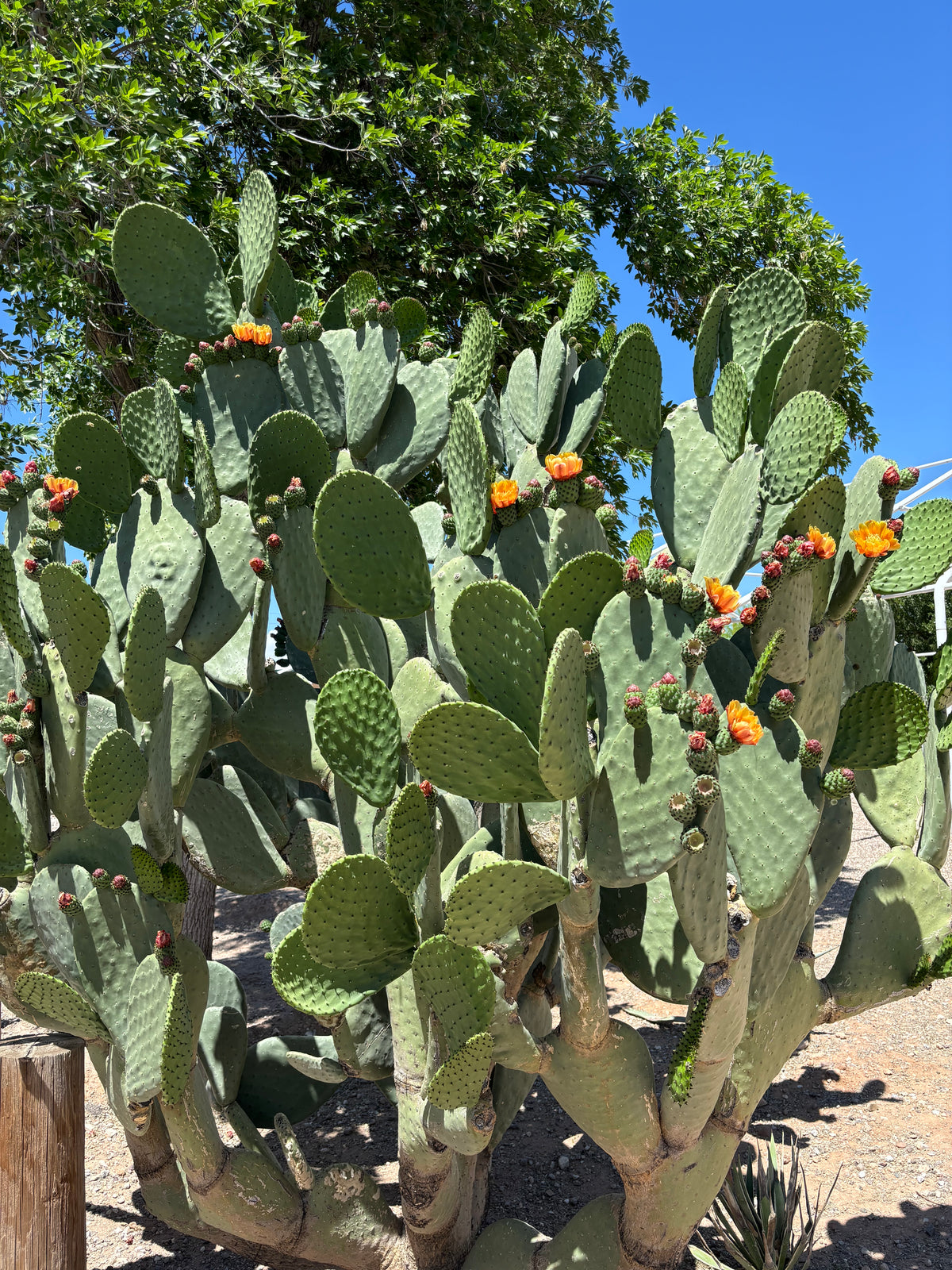 Large Tall and Mature Opuntia Nopal Prickly Pear Cactus Plant in a Xeriscape Landscape.