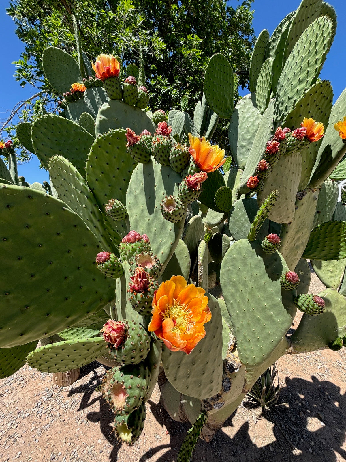 Large Tall and Mature Opuntia Nopal Prickly Pear Cactus Plant Flowers in a Xeriscape Landscape