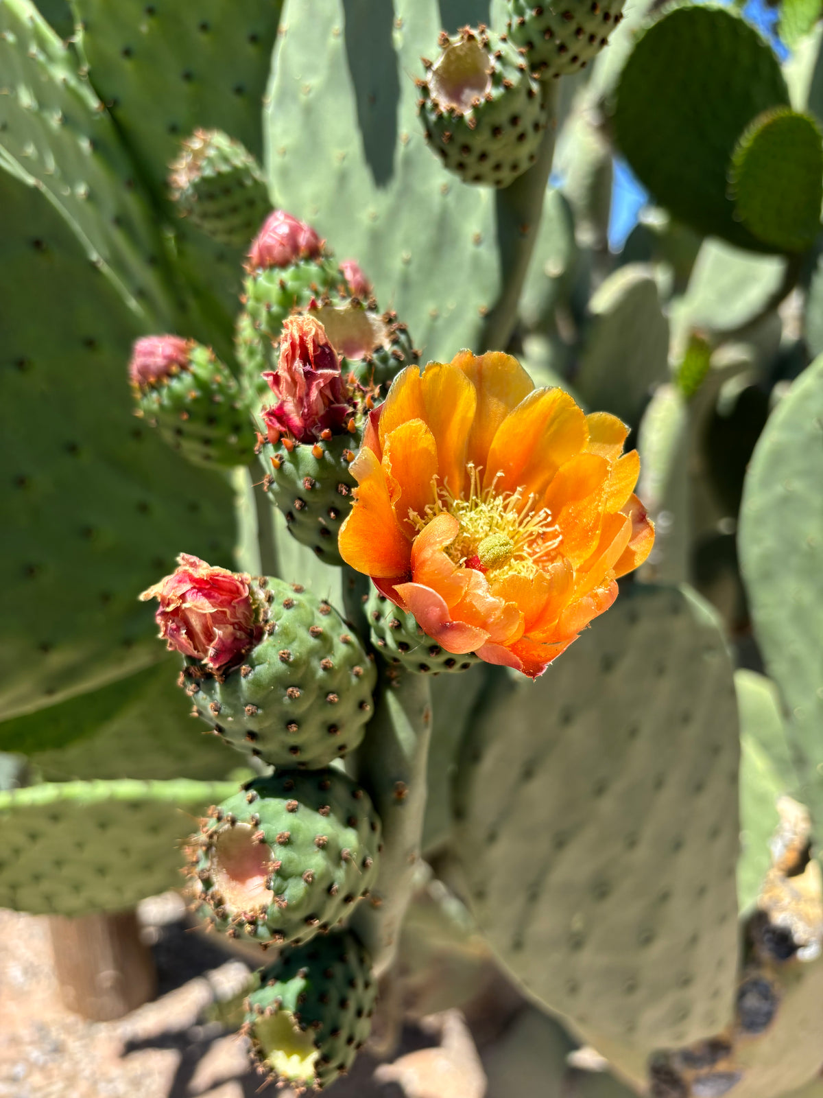 Large Tall and Mature Opuntia Nopal Prickly Pear Cactus Plant Flowers and Fruits in a Xeriscape Landscape