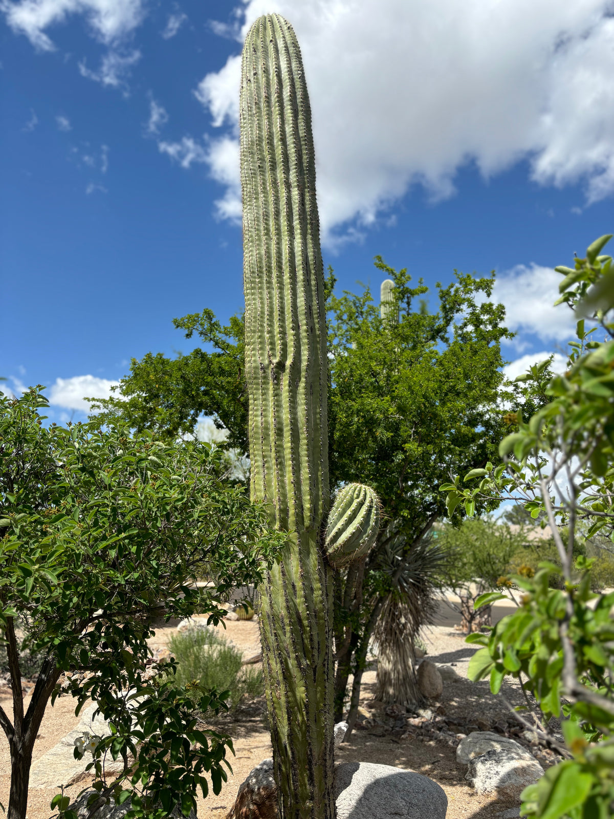 Very Large Tall Mature and Branched South American Saguaro Trichocereus Terschekii in a Xeriscape Landscape