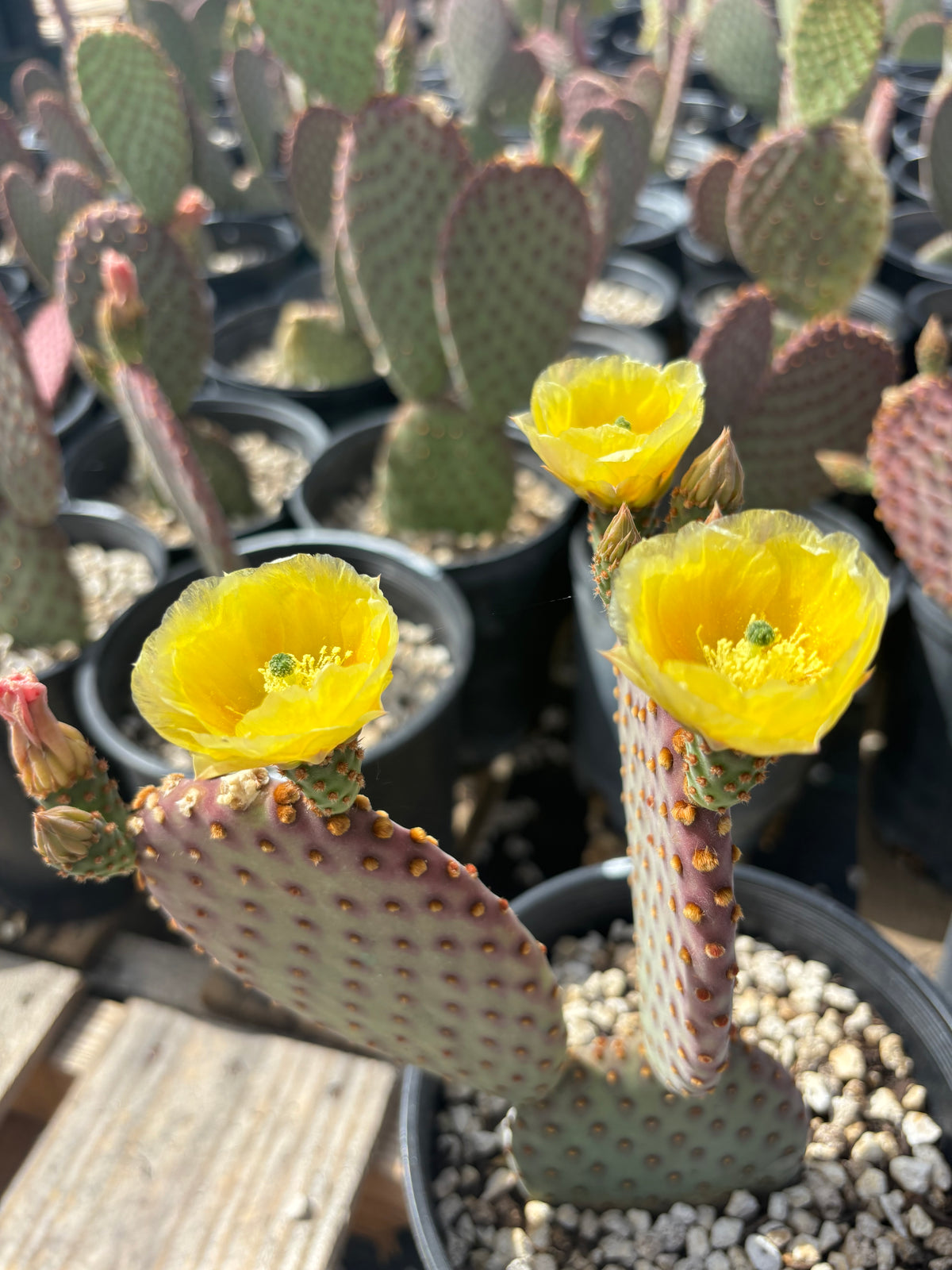 Blooming Cinnamon Prickly Pear (Opuntia rufida) in a one-gallon nursery pot.