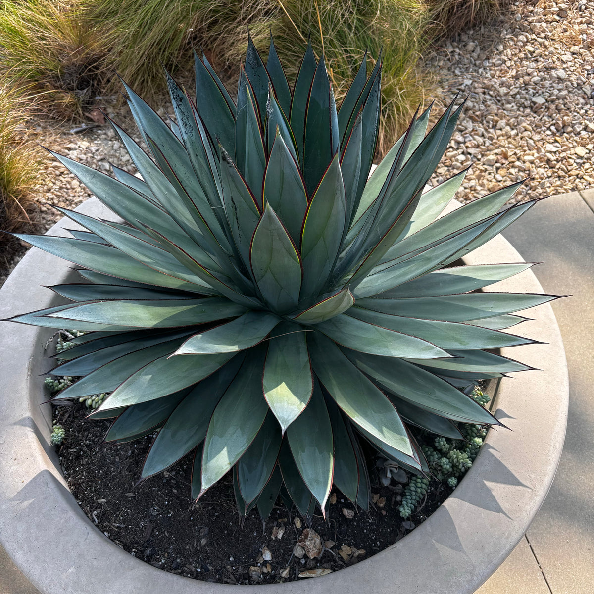 Agave "Blue Glow" Century Plant Succulent in Decorative Concrete Planter