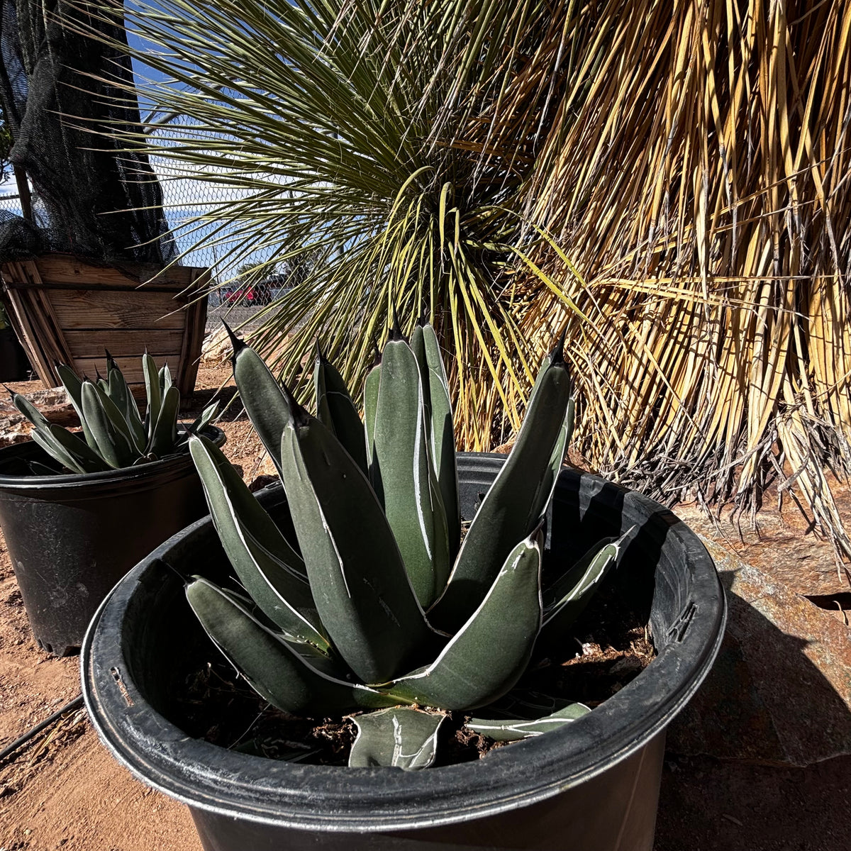 View of 2 King Ferdinand Agave plants from slightly above with plant nursery yard in background. Available for purchase though sale online.