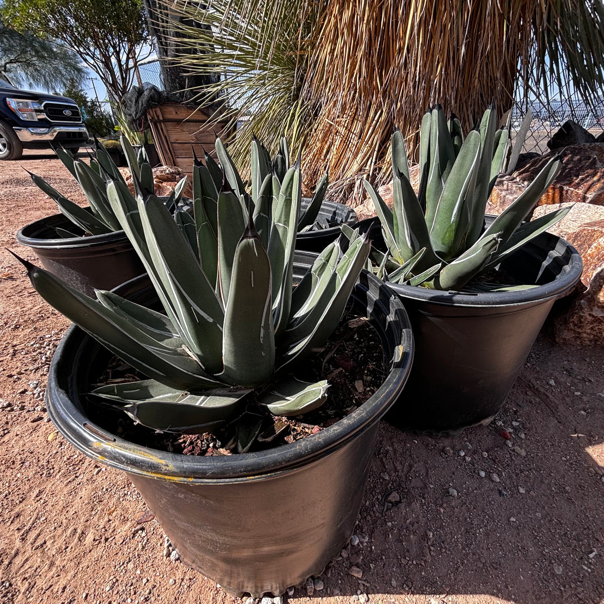 Cluster of four King Ferdinand Agave plants front-top view, available for purchase through sale online.