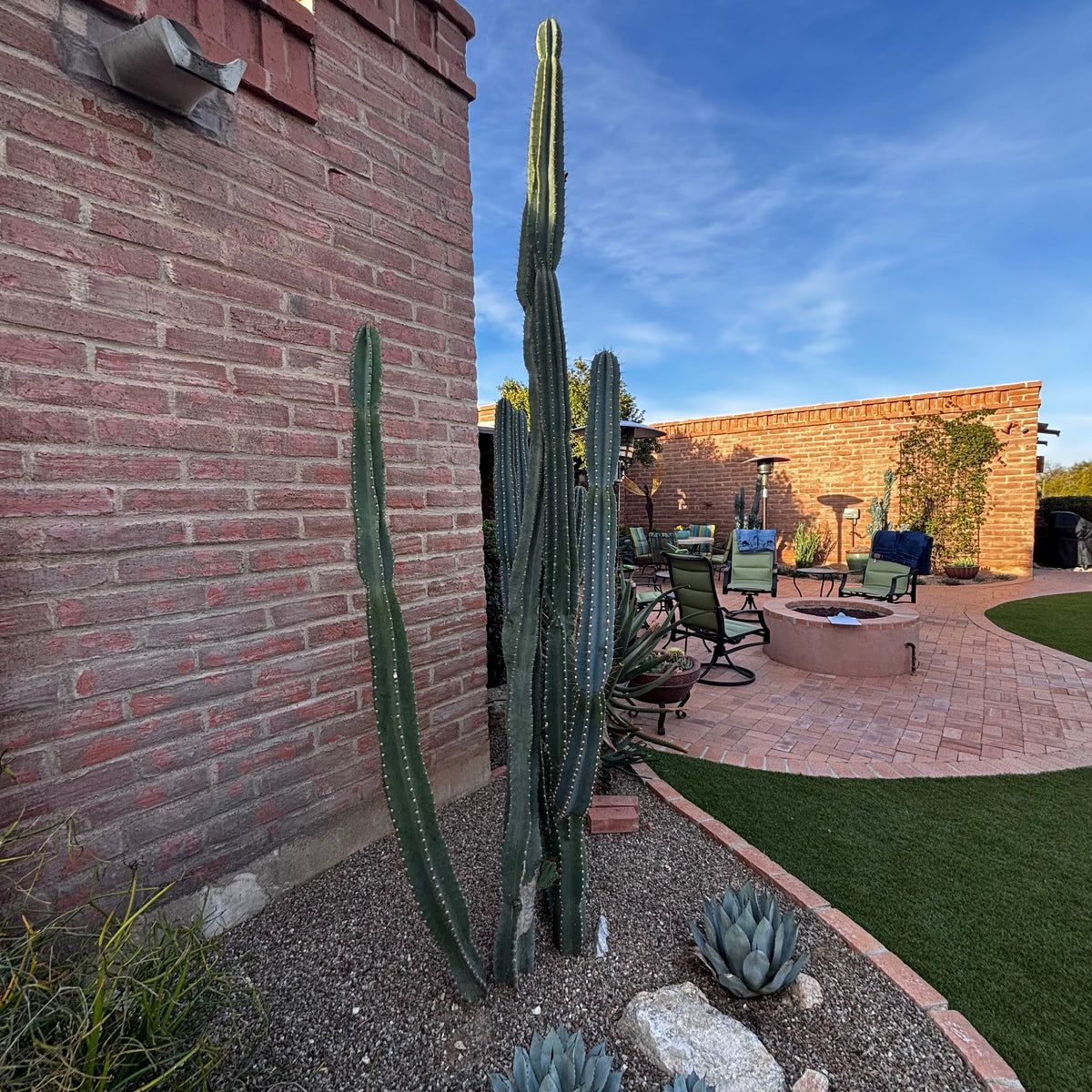 Large mature peruvian apple cactus, Cereus peruvianus in a Southwest desert landscape