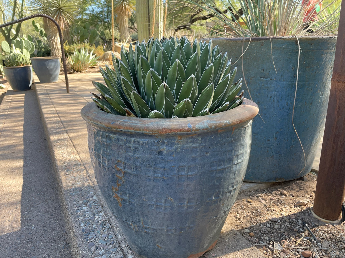 Large Tall and Mature Queen Victoria Agave Century Plant Succulent in a Decorative Clay Pot