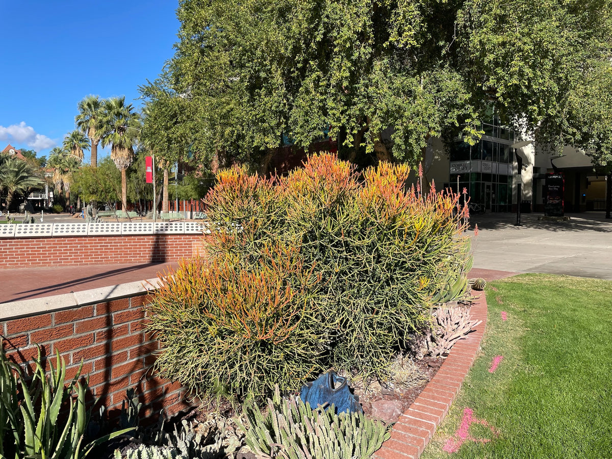 Large Tall and Mature Euphorbia 'Firesticks' Euphorbia Cactus Plant on the University of Arizona Campus