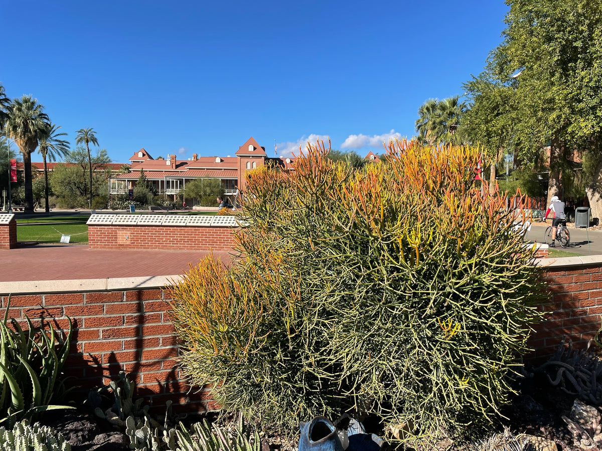 Large Tall and Mature Euphorbia 'Firesticks' Euphorbia Cactus Plant on the University of Arizona Campus