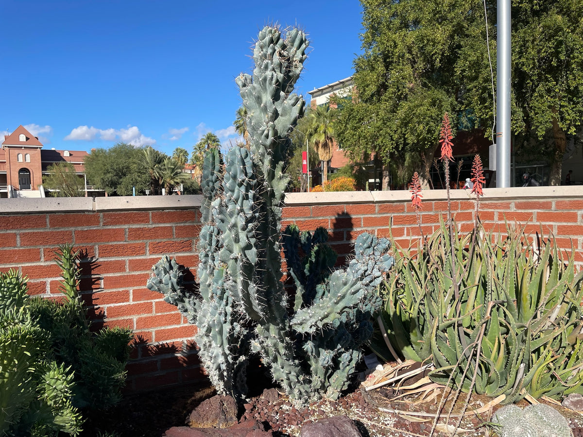 Large Blue Monstrosus Peruvian Apple Cactus on University of Arizona Campus