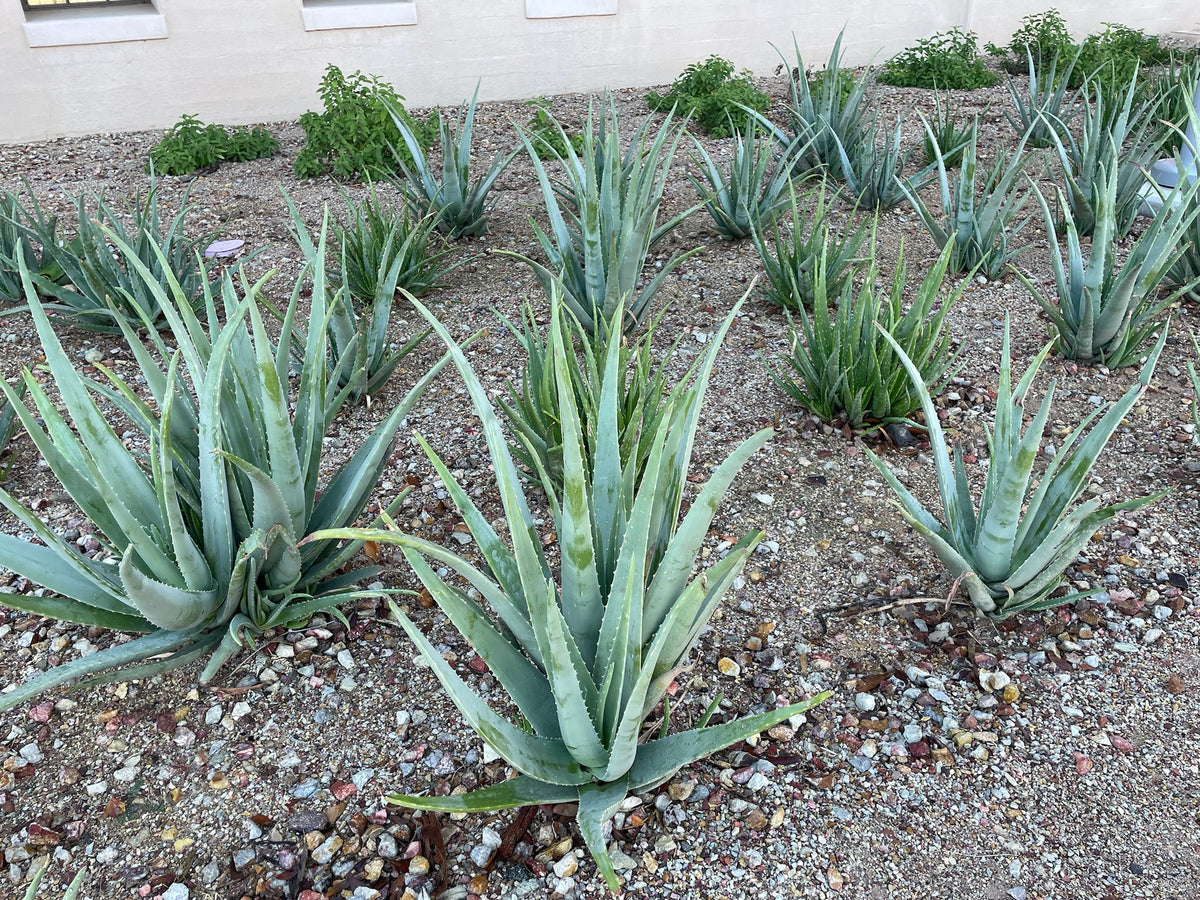 Large Live Aloe Barbadensis Aloe Vera Succulent Plants in a Xeriscape Landscape