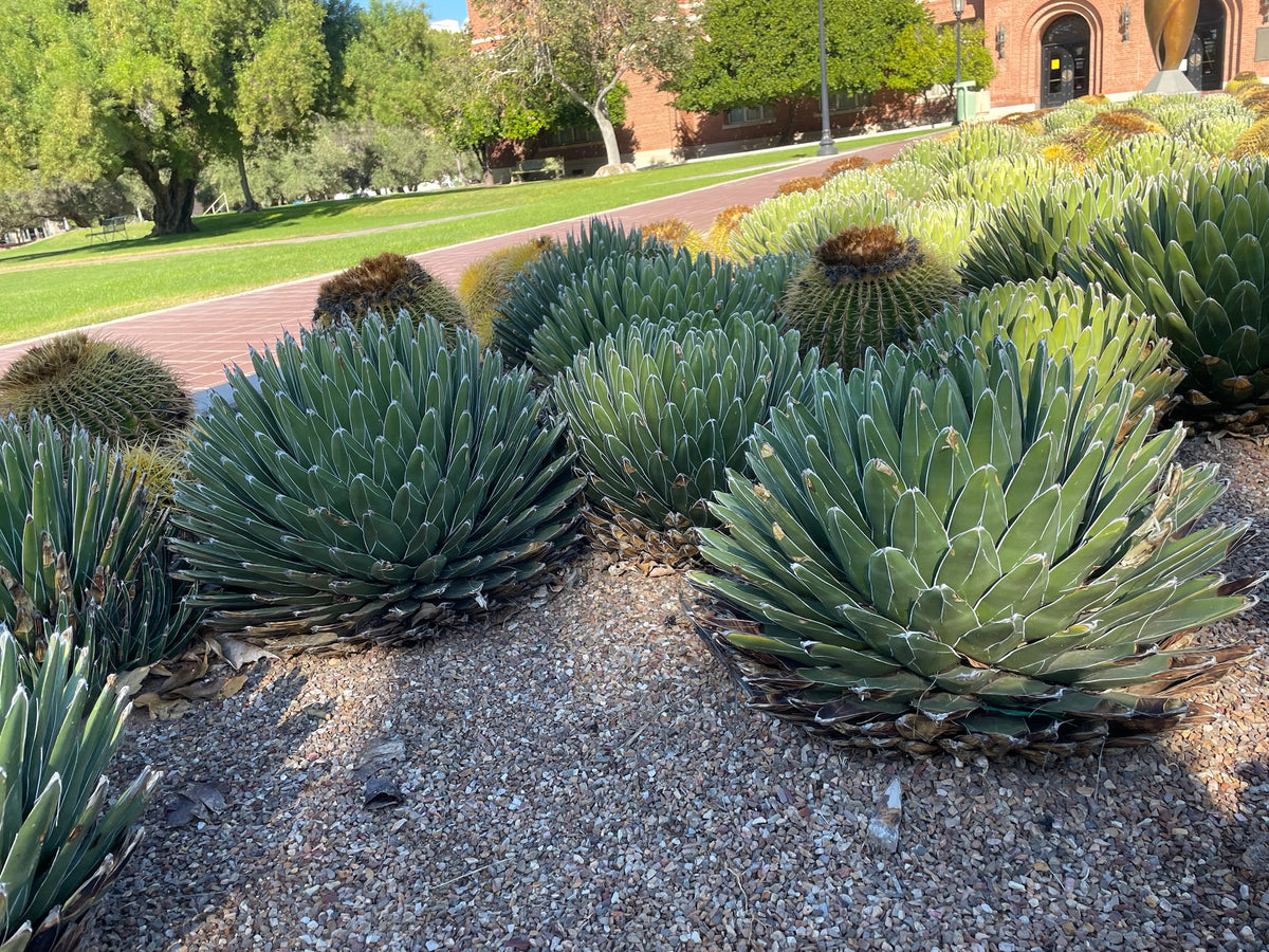 Large Tall and Mature Queen Victoria Agave Century Plant Succulent in a Cactus Garden