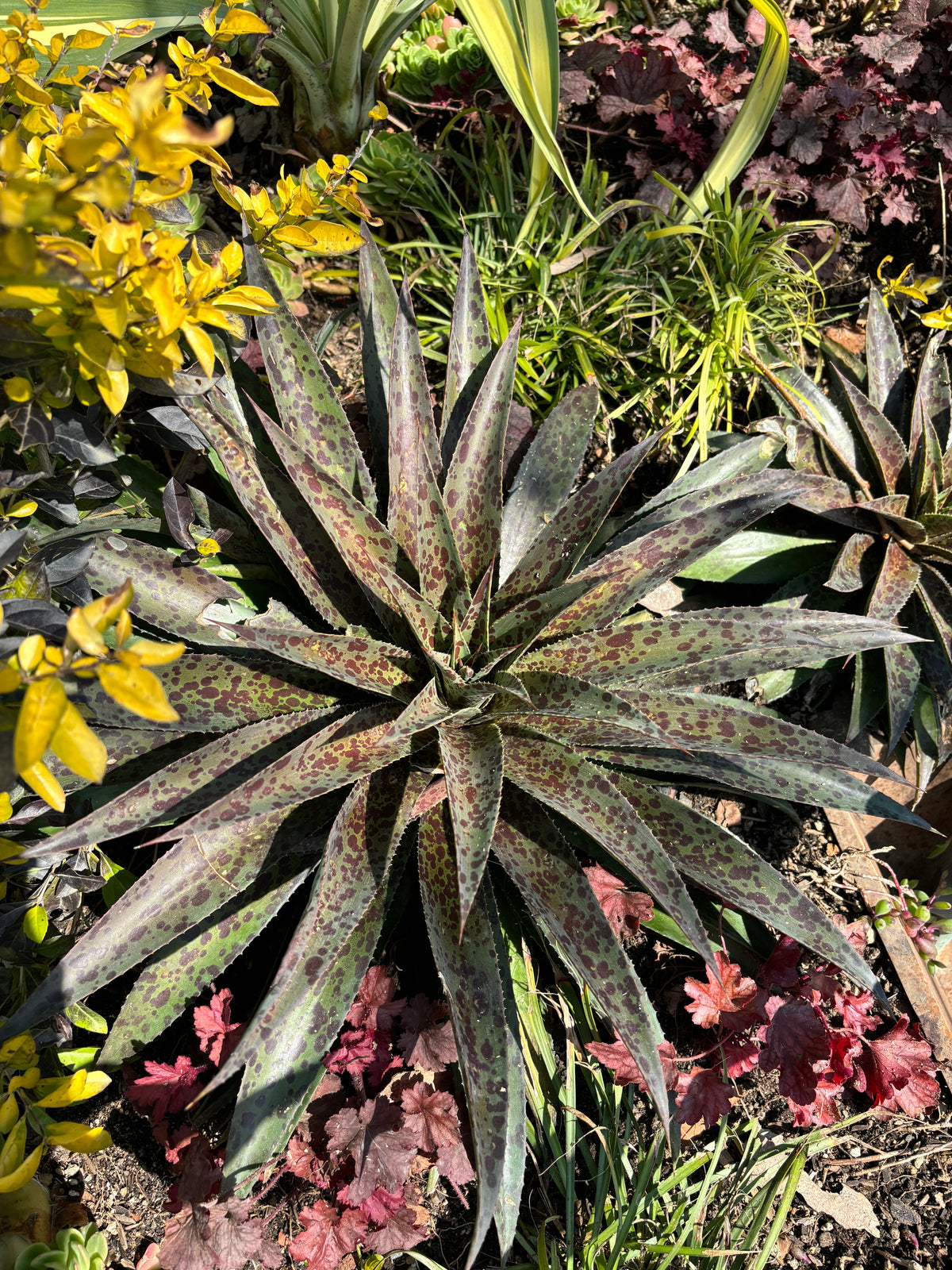 Mangave 'Bloodspot' Succulent Plant for in a Xeriscape Cactus Landscape