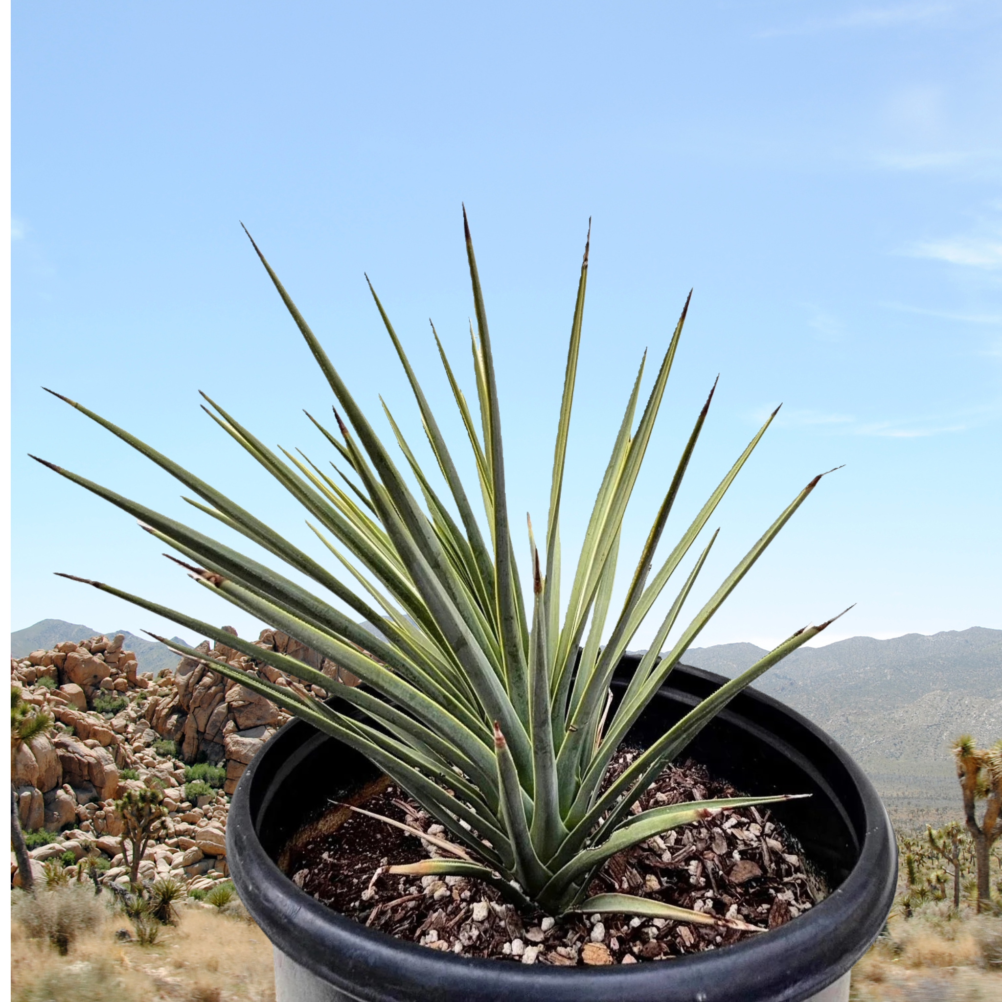 Joshua tree cactus, Yucca brevifolia in a desert landscape