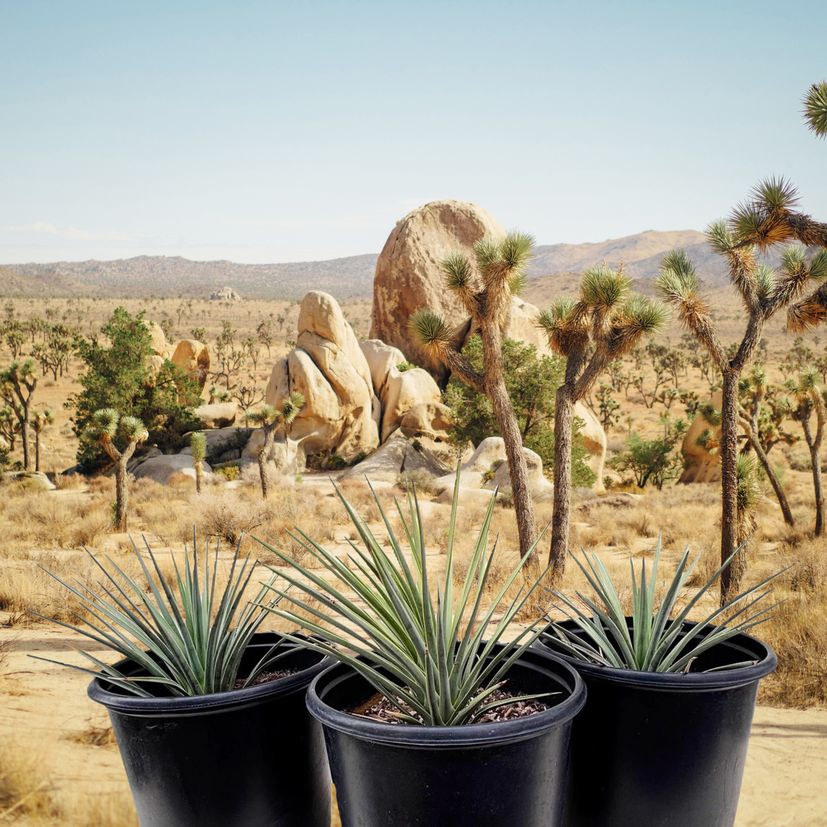 Three Joshua tree cactus, Yucca brevifolia in a desert landscape