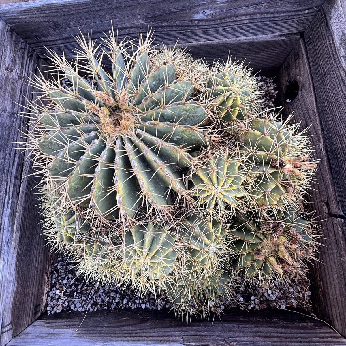 Blue Barrel Cactus