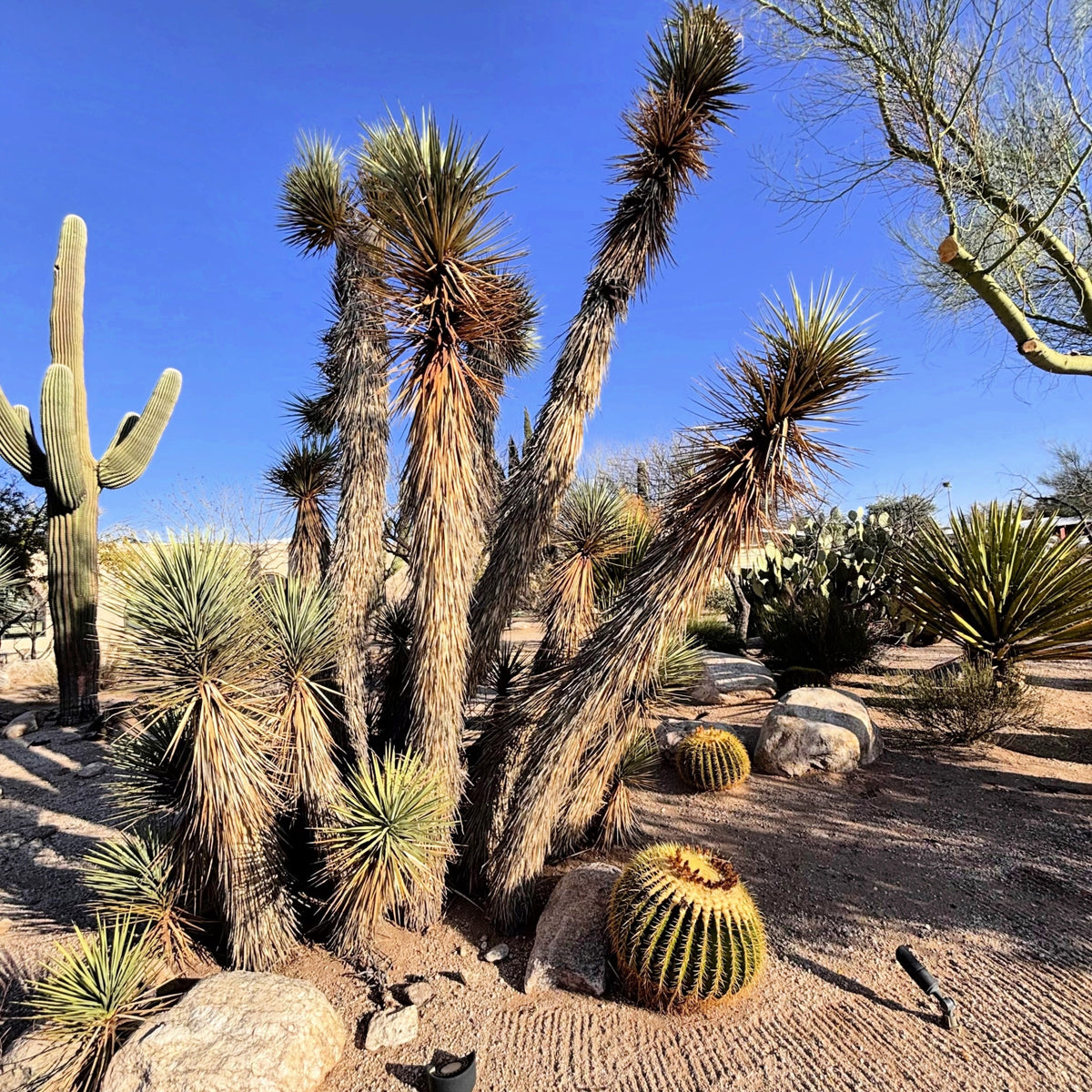 Large Tall Mature Joshua Tree Yucca cactus Yucca brevifolia