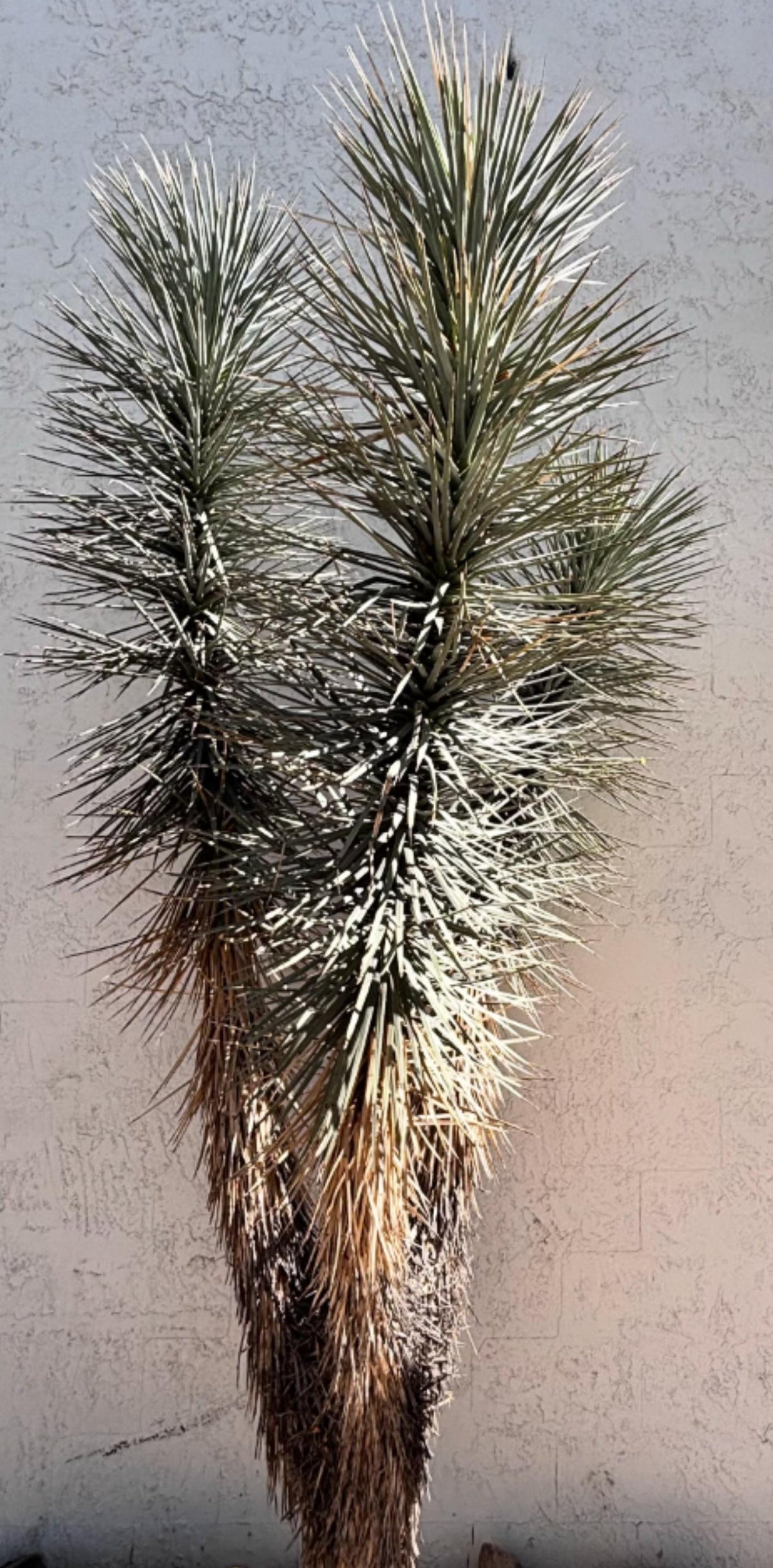 Large Tall and mature Joshua Tree Yucca cactus Yucca brevifolia