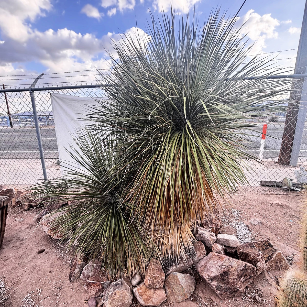 Mature tall Soap tree yucca. Yucca elata. yucca cactus planted in a landscape