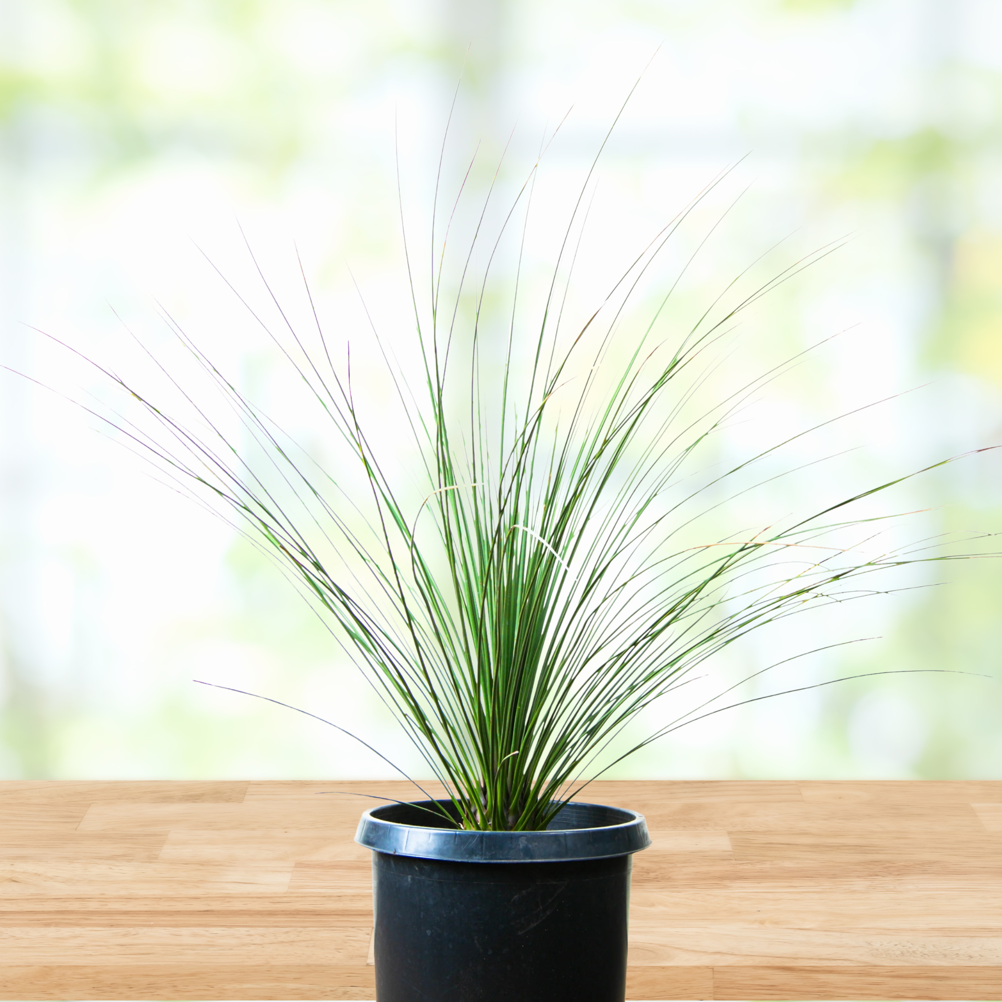 Potted Mexican grass tree, Dasylirion longissimum on a wooden surface with a blurred natural background