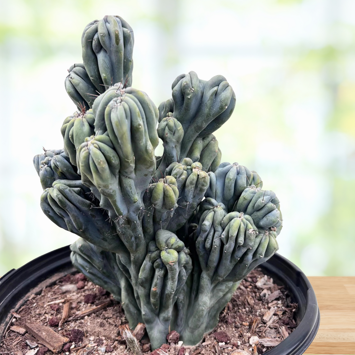 Cereus forbesii, 'MIng Thing' cactus in a pot with a blurred background