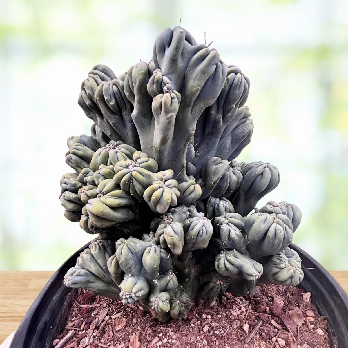 Cereus forbesii, 'MIng Thing' cactus in a pot with a blurred background