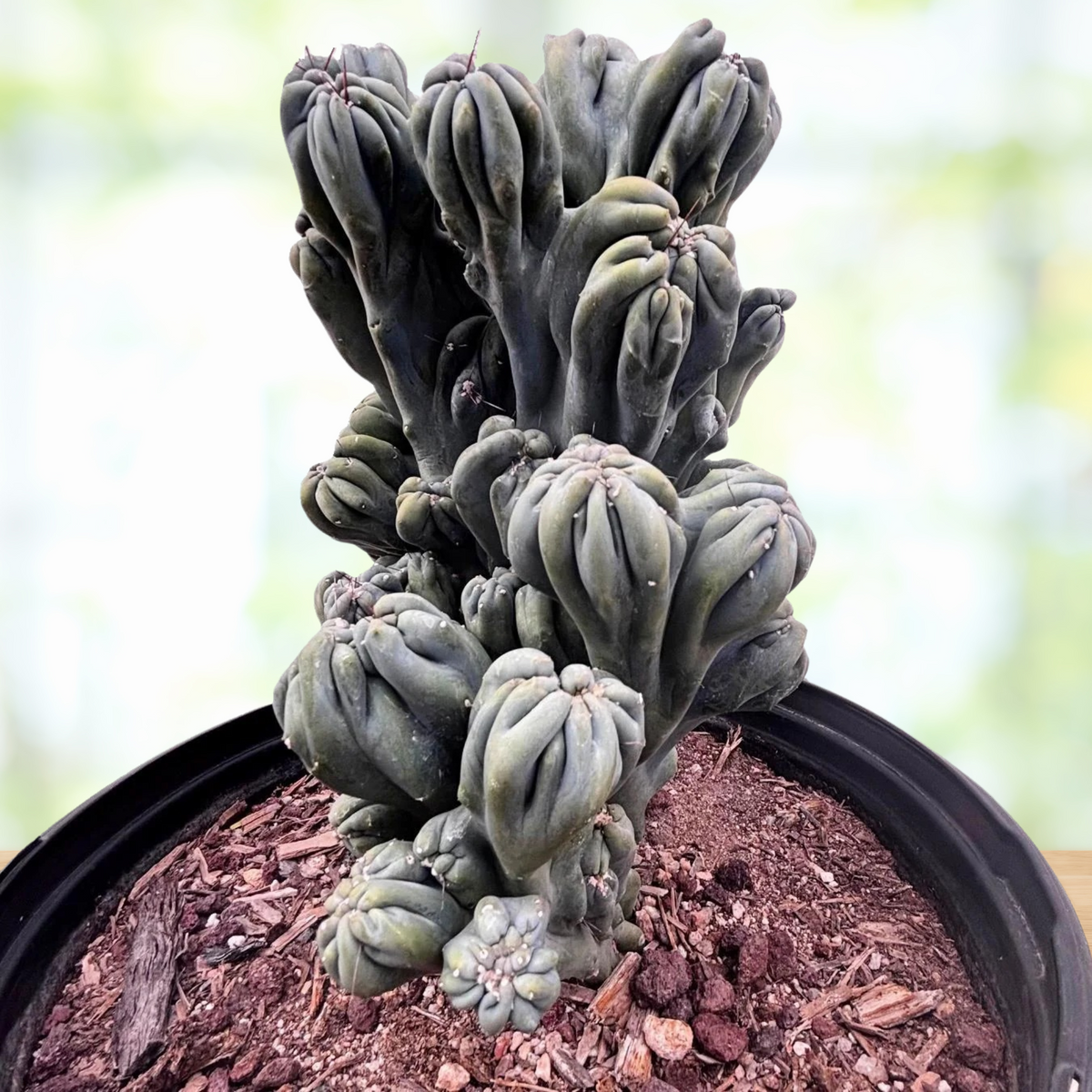 Cereus forbesii, 'MIng Thing' cactus in a pot with a blurred background