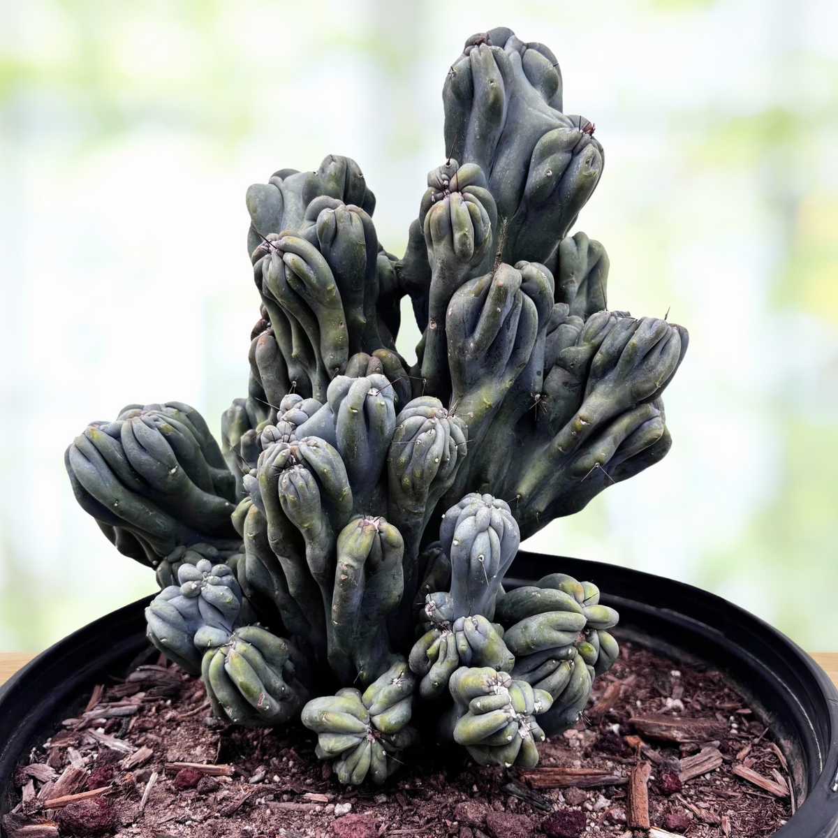 Cereus forbesii, 'MIng Thing' cactus in a pot with a blurred background