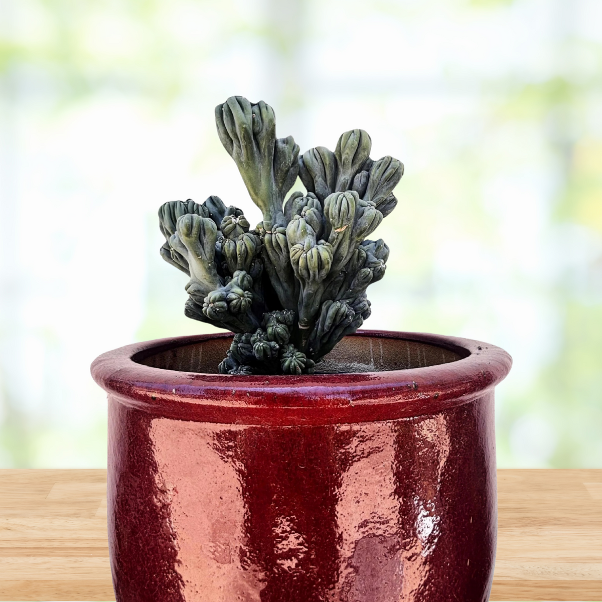 Cereus forbesii, 'MIng Thing' cactus in a red decorative pot with a blurred background