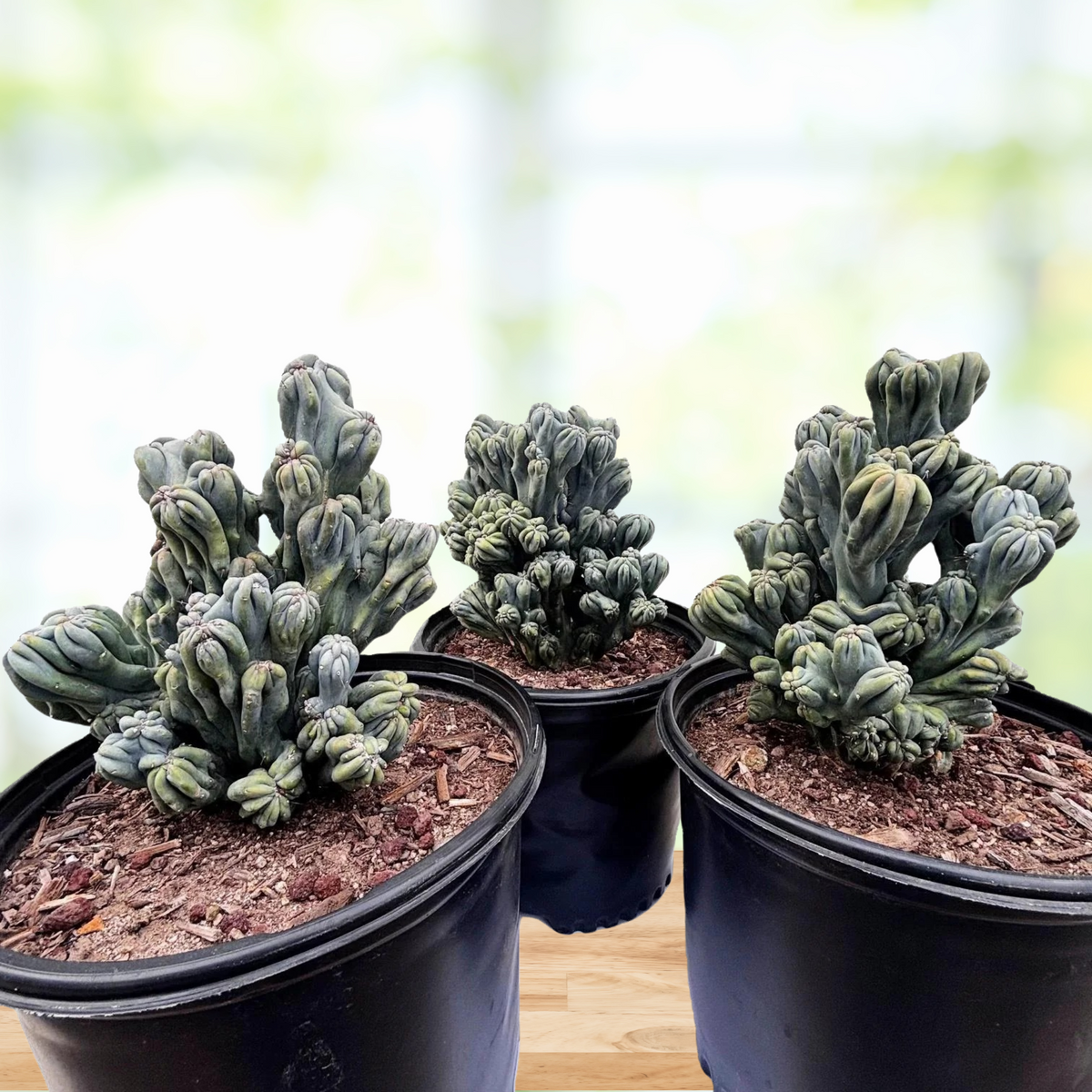 Three Cereus forbesii, 'MIng Thing' cactus plants in a pot with a blurred background