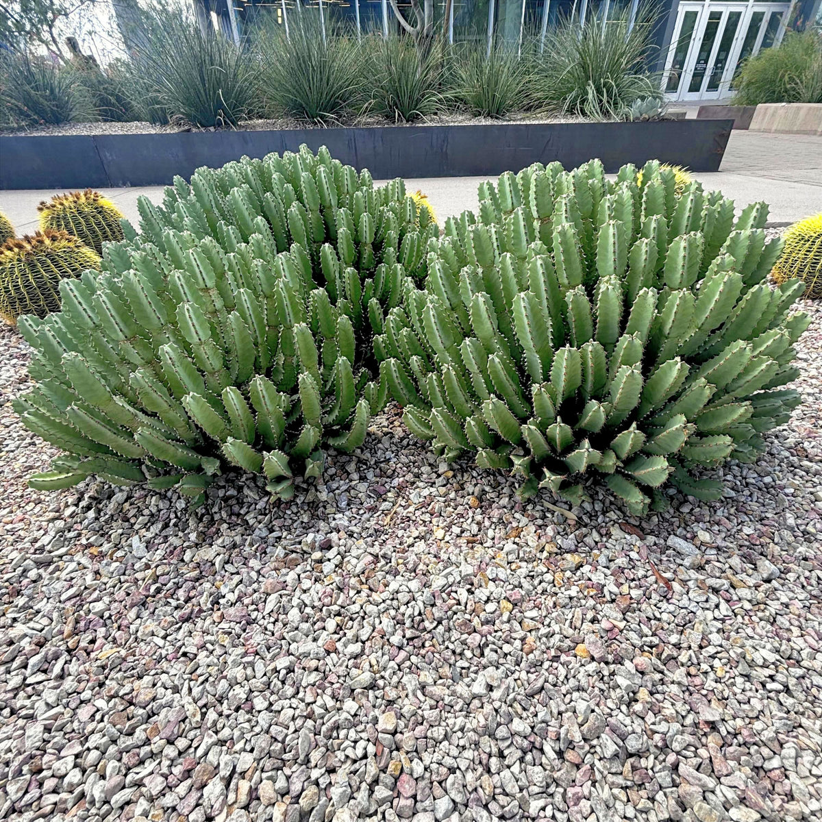 Two large green Morrocan mound, Euphorbia resinifera cacti in a garden setting with pebbles and other plants.
